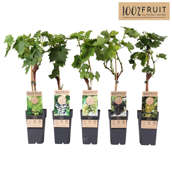 <h4>Vitis overig wit</h4>