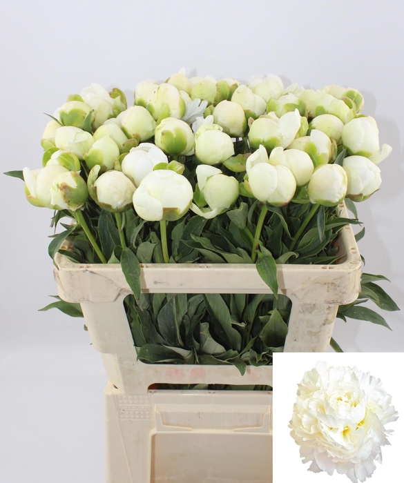 <h4>PAEO L MME CL TAIN</h4>