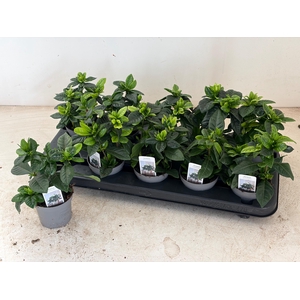 GARDENIA JASMINOIDES