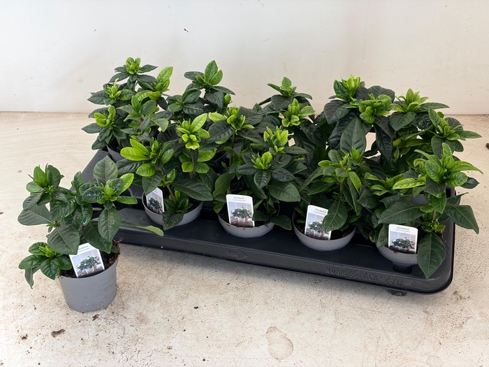 <h4>GARDENIA JASMINOIDES</h4>