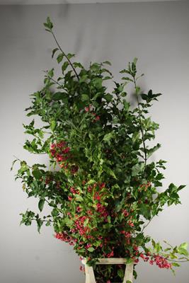 <h4>Euonymus Kardinaalsmuts Vert.</h4>