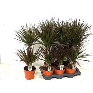 Dracaena marginata Magenta 17Ø 85cm 2pp