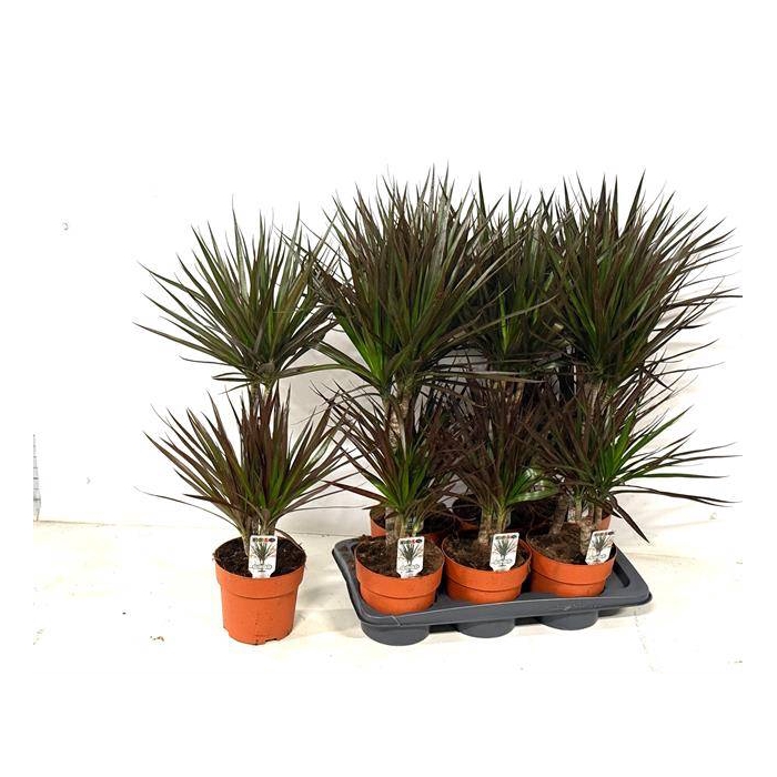 <h4>Dracaena marginata Magenta 17Ø 85cm 2pp</h4>