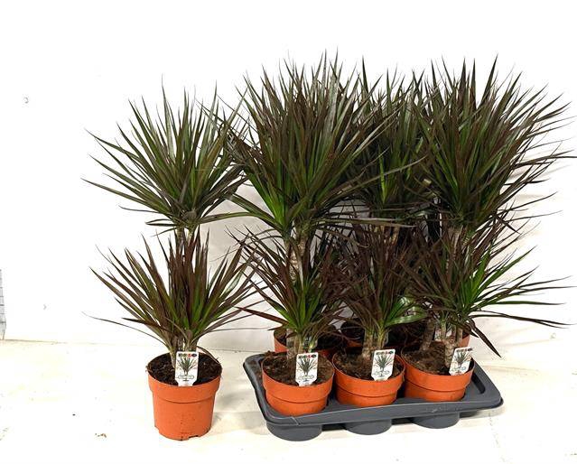 Dracaena marginata Magenta 17Ø 85cm 2pp