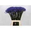 Agapanthus Dr Brouwer