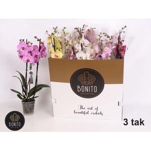 PHAL GEM 7 KL