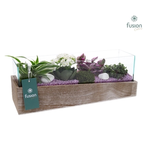 Aquarium Medium met Arrangement