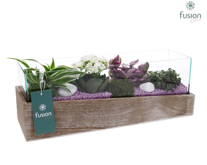 <h4>Aquarium Medium met Arrangement</h4>