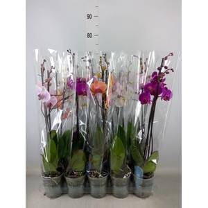 Phalaenopsis   ...mix  5