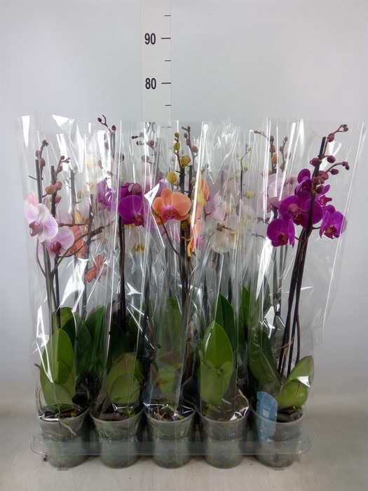 <h4>Phalaenopsis   ...mix  5</h4>