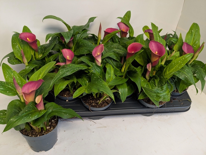 <h4>ZANT RED ALERT</h4>