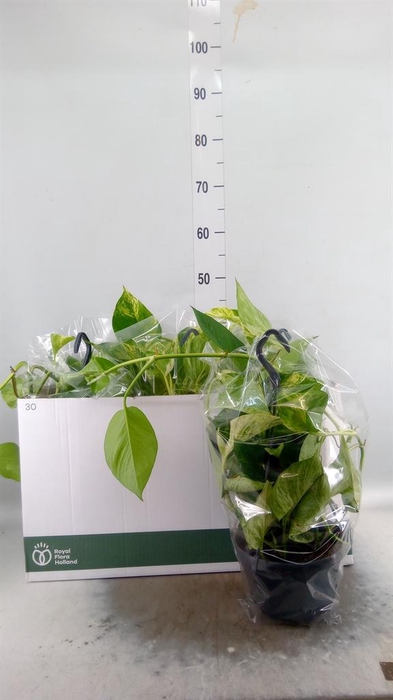 <h4>Epipremnum pinn. 'Marble Queen' HG</h4>