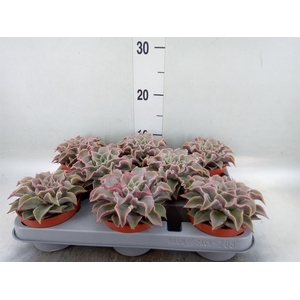 Echeveria   ...