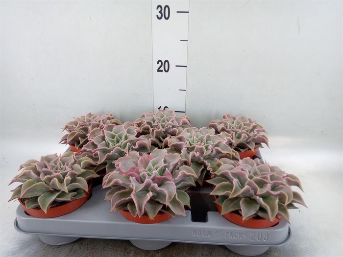 <h4>Echeveria   ...</h4>