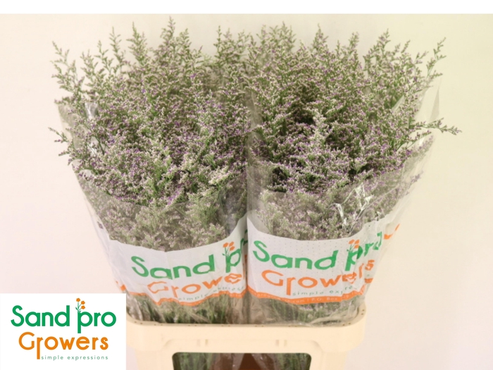 <h4>LIM MISTY BLUE</h4>