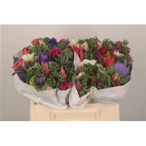 Anemone Mistral Mixed