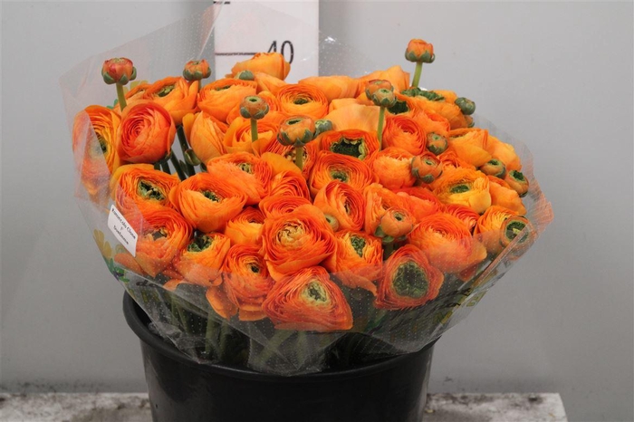 Ran Su Lambada Extra