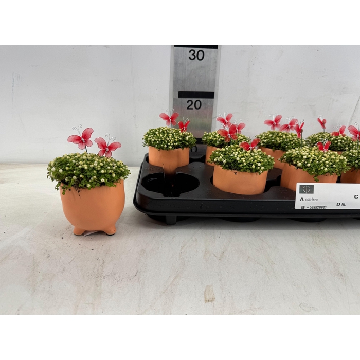 <h4>ARR PL IN SCHAAL</h4>