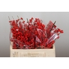 Ilex Rood