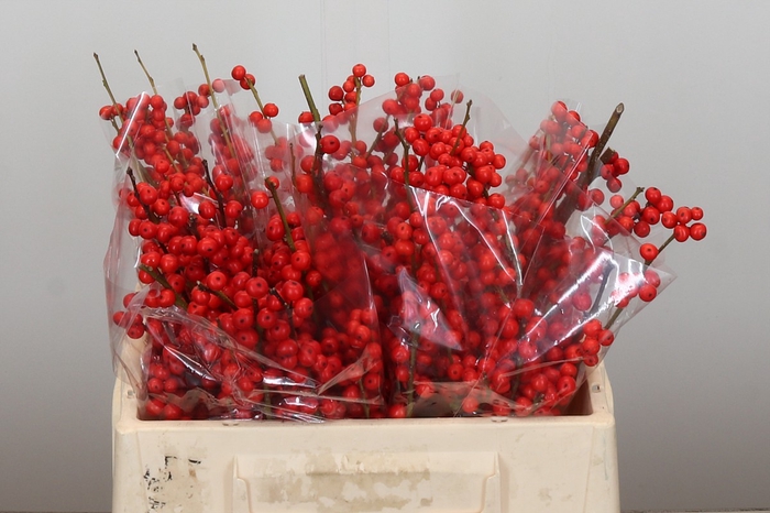 <h4>Ilex Rood</h4>
