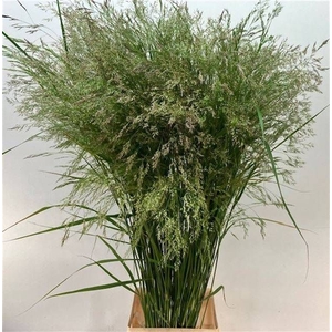 SORGHUM A PANSELARIA