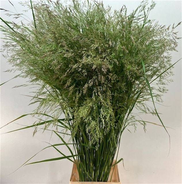<h4>SORGHUM A PANSELARIA</h4>