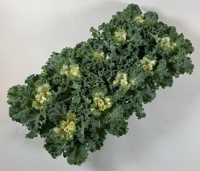 <h4>Brassica oleracea</h4>