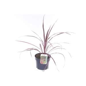 Cordyline Festival Raspberry