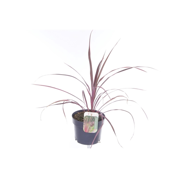 <h4>Cordyline Festival Raspberry</h4>