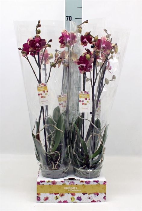 <h4>Phalaenopsis   ...red</h4>