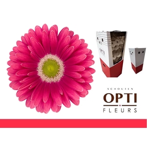 Gerbera Unique Aquabox