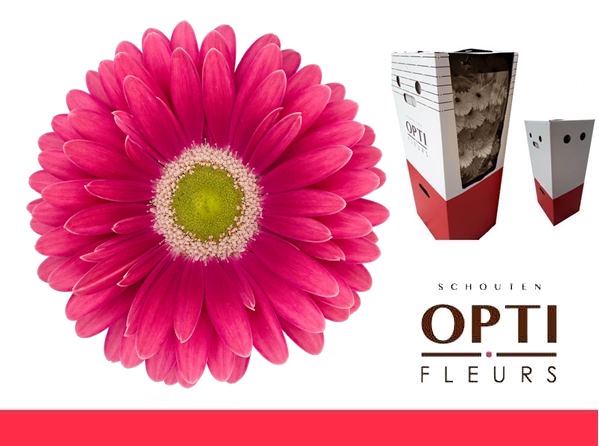 <h4>Gerbera Unique Aquabox</h4>