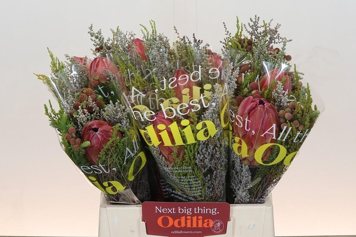 <h4>BQ Protea Hybride SFB</h4>