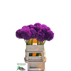 Allium Ambassador Rinnegom