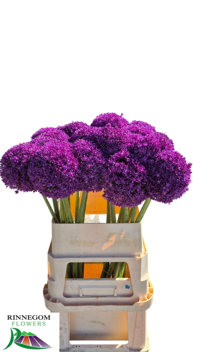 <h4>Allium Ambassador Rinnegom</h4>