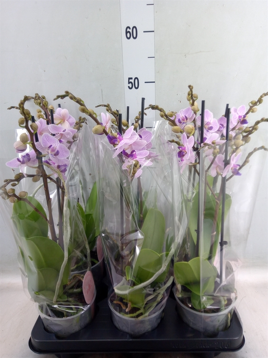 <h4>Phalaenopsis multi.   ...rose</h4>