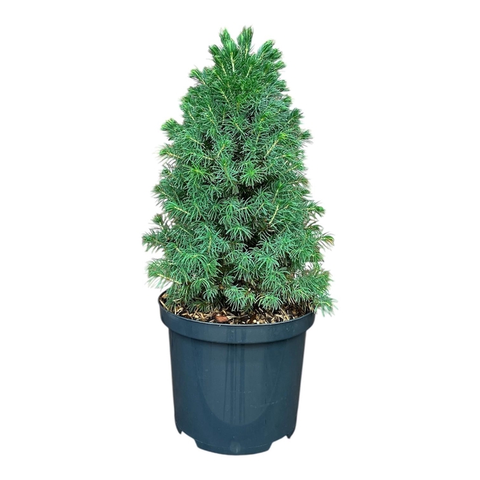 <h4>Picea g. 'Sander's Blue'</h4>