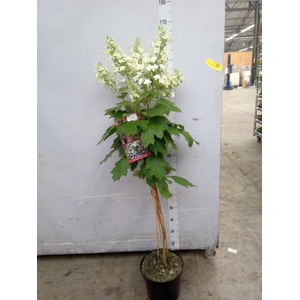 Hydrangea quercifolia