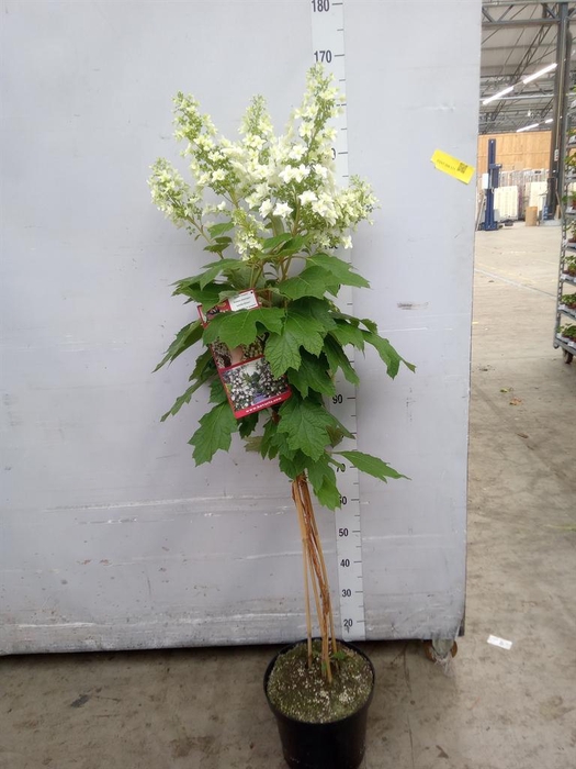 <h4>Hydrangea quercifolia</h4>
