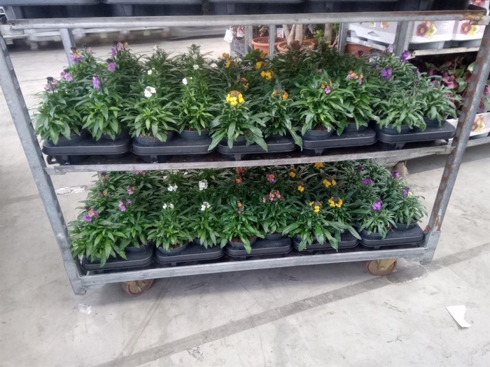 <h4>Erysimum   ...mix</h4>