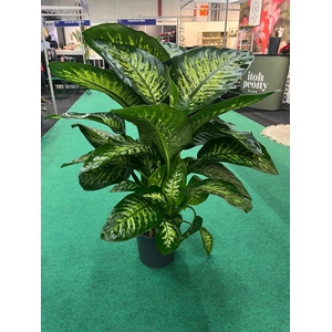 DIEFF SE TROPIC SNOW