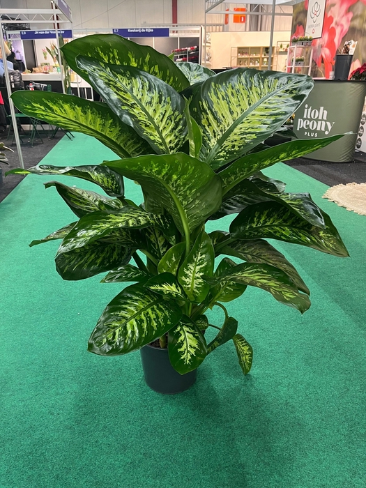 <h4>DIEFF SE TROPIC SNOW</h4>