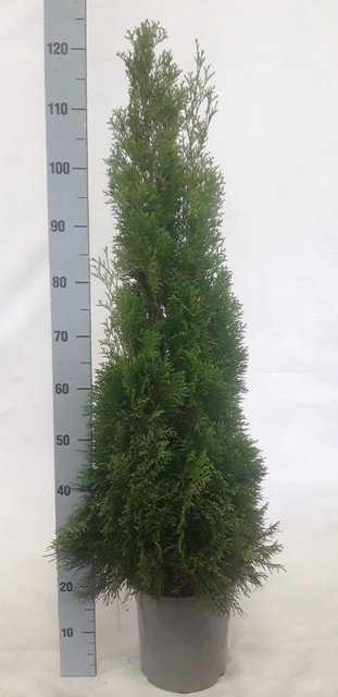 <h4>THUJA O SMARAGD</h4>