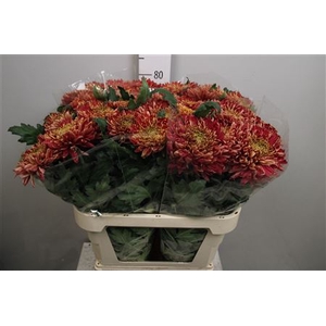 Chr G Bislet Red