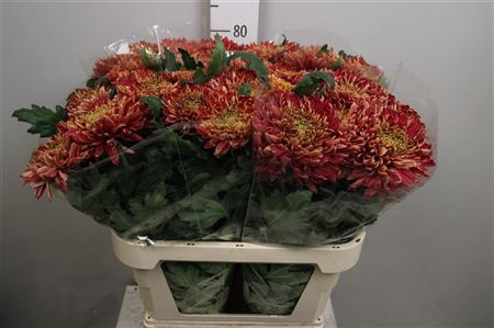 <h4>Chr G Bislet Red</h4>