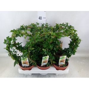 Hedera   ...green leafed