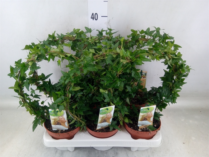 <h4>Hedera   ...green leafed</h4>