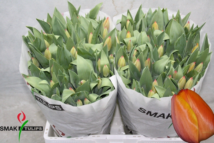 <h4>TU EN AD REM</h4>