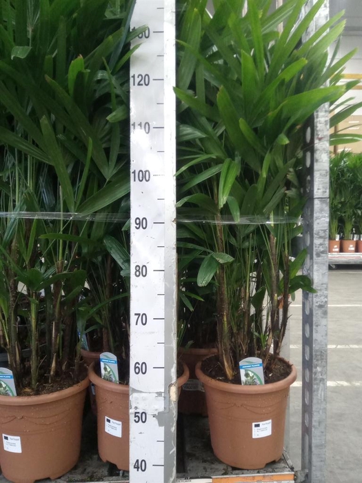 <h4>Rhapis excelsa</h4>