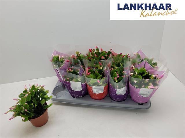 <h4>SCHLUMB FLAME GEM</h4>